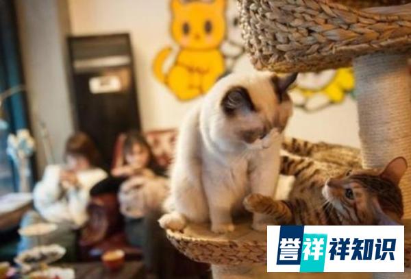女生开店做什么生意好 女人做生意开什么店 女生开店做什么生意好 女人做生意开什么店